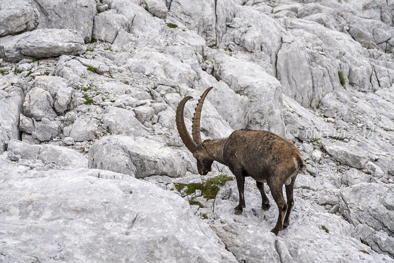 特里格拉夫国家公园的大型雄性高山野山羊(Capra ibex)